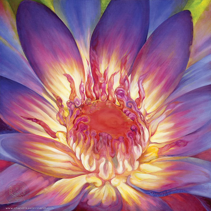 Lotus Lily by Chandrika Steinhardt - 2006 - Oils on cotton canvas (100cm x 100cm).